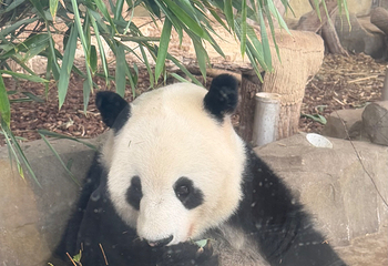 成都大熊猫繁育研究基地第 550 张图片
