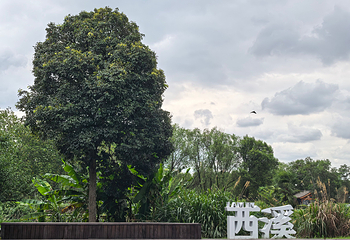 西溪国家湿地公园第 186 张图片