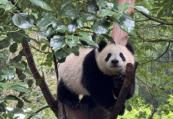 卧龙中华大熊猫苑神树坪基地第 103 张图片