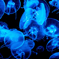 塞维利亚水族馆