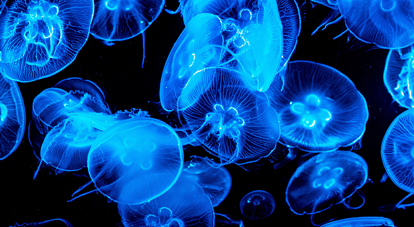 塞维利亚水族馆