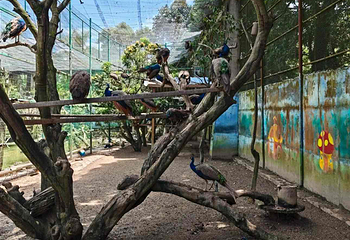 西双版纳野生动物园第 7 张图片