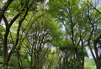 重庆园博园第 61 张图片