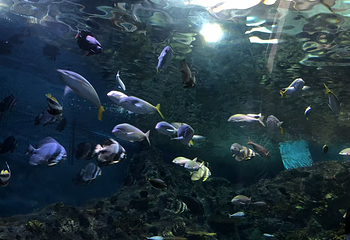 上海海洋水族馆第 188 张图片