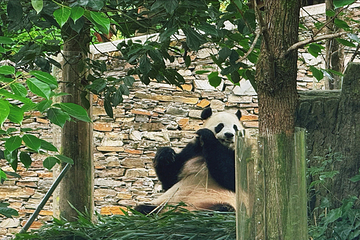 卧龙中华大熊猫苑神树坪基地第 37 张图片