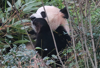 成都大熊猫繁育研究基地第 402 张图片
