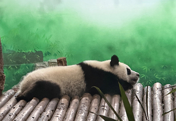 成都大熊猫繁育研究基地第 545 张图片