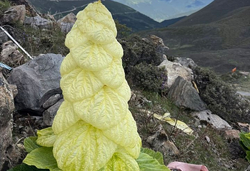 色季拉山第 19 张图片
