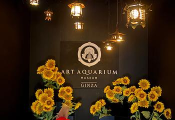 银座艺术水族馆美术馆第 10 张图片