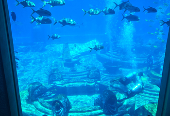 三亚亚特兰蒂斯失落的空间水族馆第 253 张图片