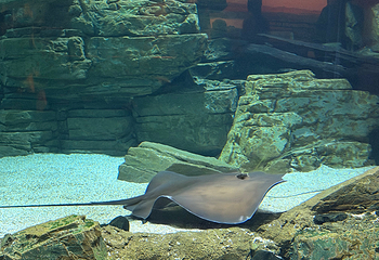 凯恩斯水族馆第 46 张图片