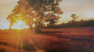 普罗旺斯薰衣草外景庄园