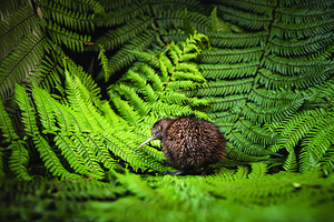 奇异鸟国家保育中心