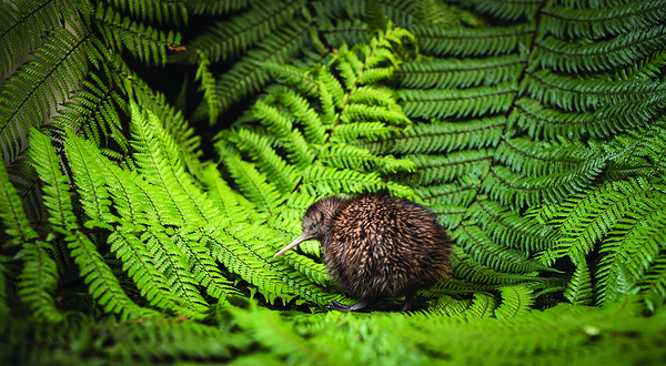 奇异鸟国家保育中心