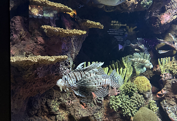 上海海洋水族馆第 180 张图片