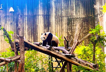成都大熊猫繁育研究基地第 117 张图片