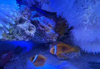 上海海洋水族馆第 65 张图片