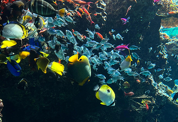 冲绳美丽海水族馆第 139 张图片