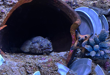 吉隆坡城中城水族馆第 55 张图片
