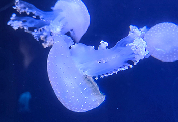 三亚亚特兰蒂斯失落的空间水族馆第 195 张图片