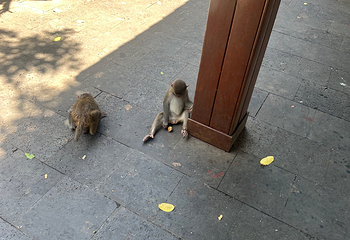 南湾猴岛生态旅游区第 139 张图片