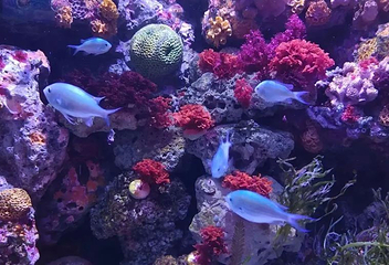 曼谷暹罗海洋世界第 147 张图片