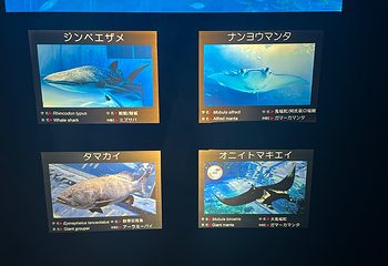 冲绳美丽海水族馆第 197 张图片