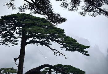 黄山风景区第 378 张图片