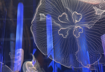 DMM Kariyushi水族馆第 18 张图片
