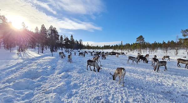 佩特里马特斯驯鹿农场
