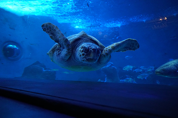 塞维利亚水族馆第 15 张图片