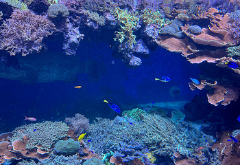 丹麦国立水族馆第 24 张图片