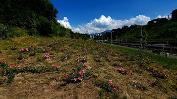 Rozovoye Pole Na Reke Yesentay