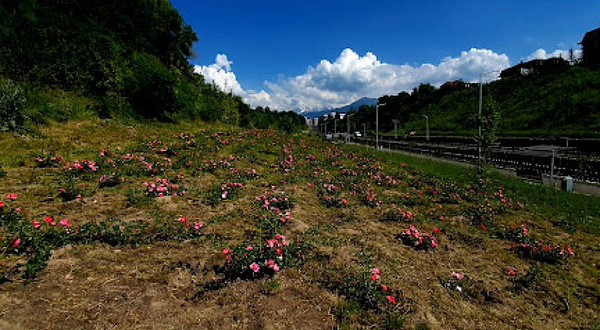 Rozovoye Pole Na Reke Yesentay