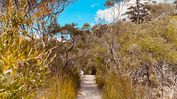 Springbrook National Park Canyon Lookout