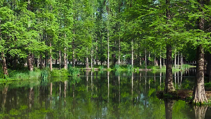 上海青西郊野公园第 5 张图片