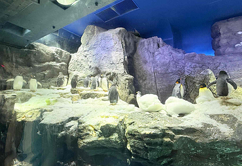 大阪海游馆第 49 张图片