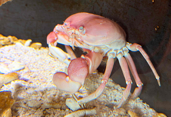 济州岛Aqua Planet水族馆第 87 张图片