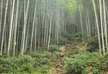 宜兴竹海风景区第 69 张图片