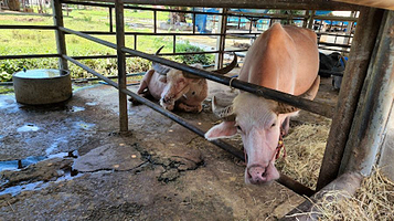 泰国水牛保护村