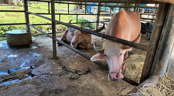 泰国水牛保护村