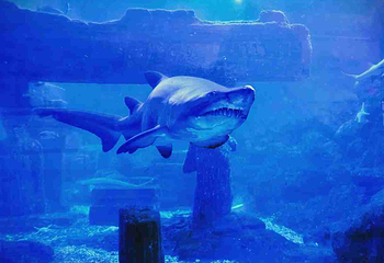海合安青岛极地海洋公园第 139 张图片