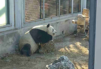 北京野生动物园第 372 张图片
