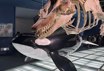 名古屋港水族馆第 34 张图片