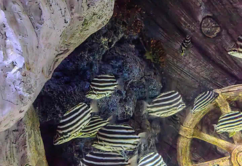 上海海洋水族馆第 161 张图片