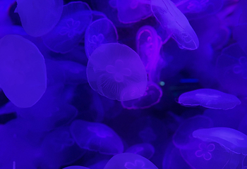 海合安天津极地海洋公园第 200 张图片