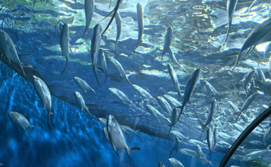 上海海洋水族馆第 136 张图片