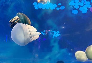 Sea Life COEX水族馆第 49 张图片