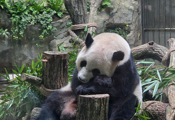 熊猫谷第 103 张图片