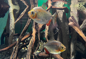 Sea Life COEX水族馆第 33 张图片